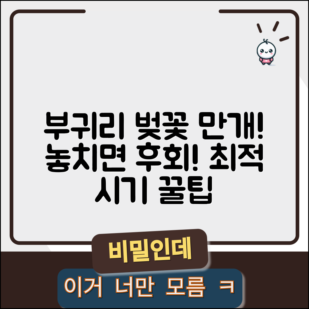부귀리 벚꽃 개화시기 총정리 | 만개 시기와 혼잡도 안내